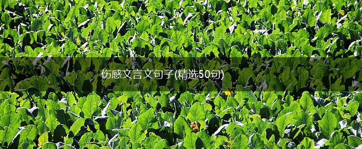 伤感文言文句子(精选50句),第1张