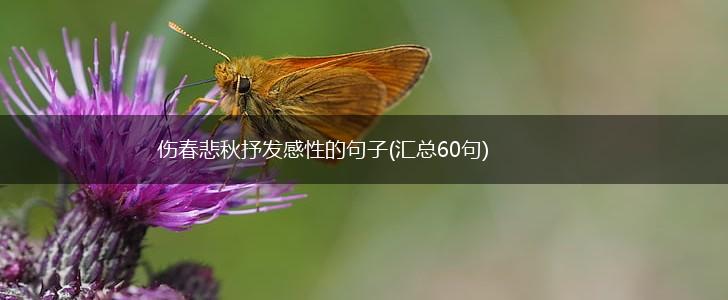 伤春悲秋抒发感性的句子(汇总60句),第1张