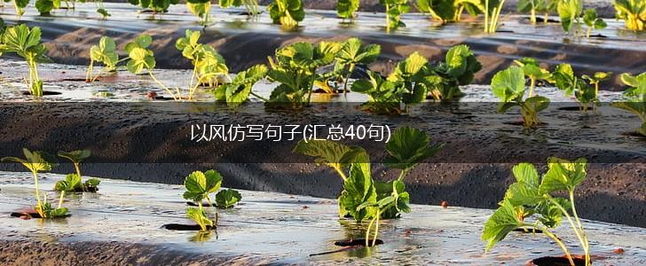 以风仿写句子(汇总40句),第1张