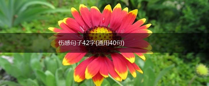 伤感句子42字(通用40句),第1张