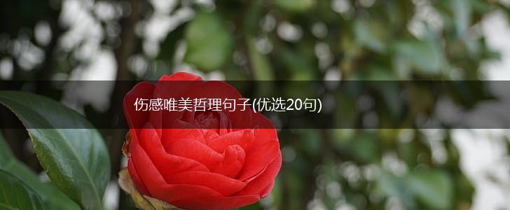 伤感唯美哲理句子(优选20句),第1张