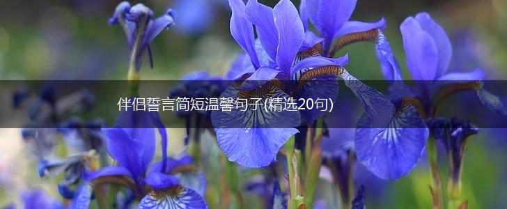 伴侣誓言简短温馨句子(精选20句),第1张