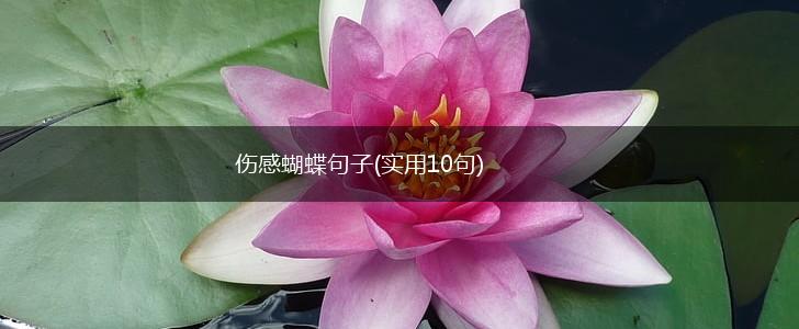 伤感蝴蝶句子(实用10句),第1张