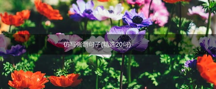 仿写强调句子(精选20句),第1张