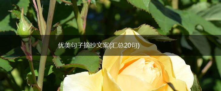 优美句子摘抄文案(汇总20句),第1张