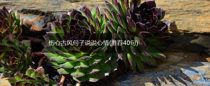 伤心古风句子说说心情(推荐40句),第1张
