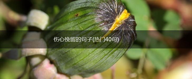 伤心挽留的句子(热门40句),第1张