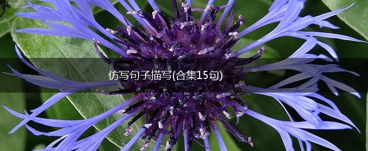 仿写句子描写(合集15句),第1张