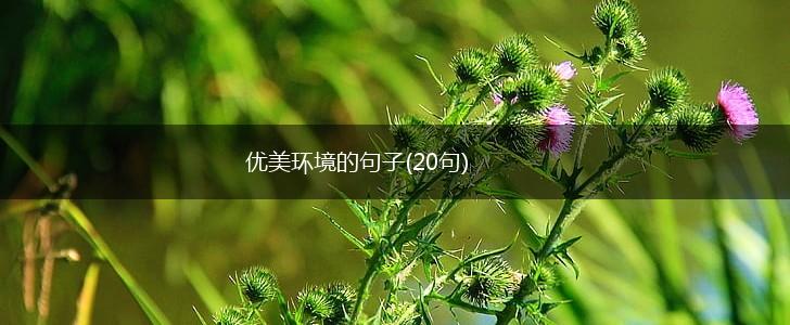 优美环境的句子(20句),第1张