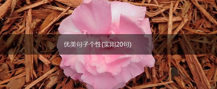 优美句子个性(实用20句),第1张