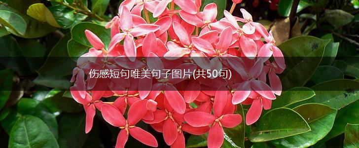伤感短句唯美句子图片(共50句),第1张