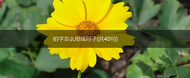 伯字怎么组成句子(共40句),第1张