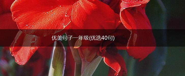 优美句子一年级(优选40句),第1张