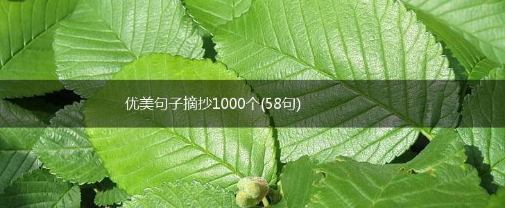 优美句子摘抄1000个(58句),第1张