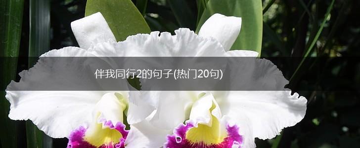 伴我同行2的句子(热门20句),第1张