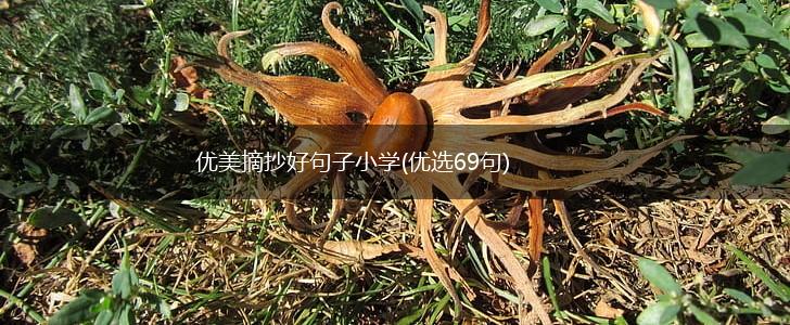 优美摘抄好句子小学(优选69句),第1张