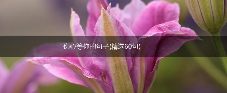 伤心等你的句子(精选60句),第1张