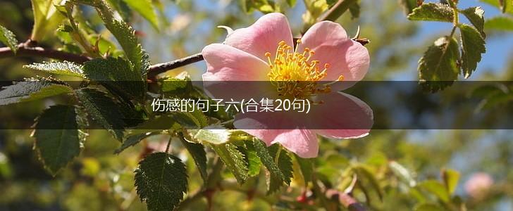 伤感的句子六(合集20句),第1张