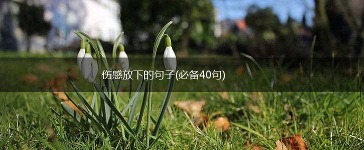 伤感放下的句子(必备40句),第1张