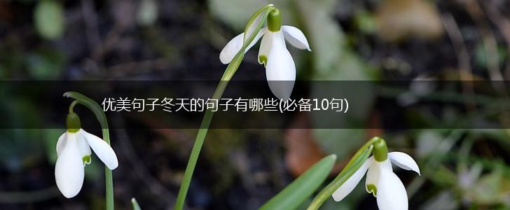 优美句子冬天的句子有哪些(必备10句),第1张