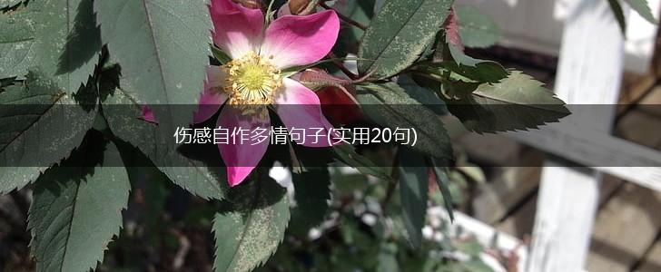 伤感自作多情句子(实用20句),第1张