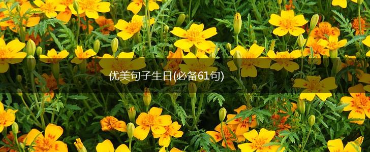 优美句子生日(必备61句),第1张