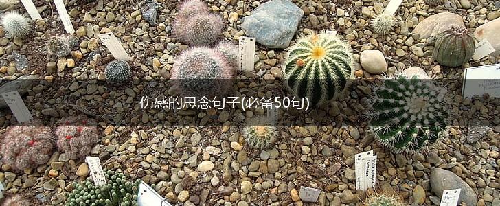 伤感的思念句子(必备50句),第1张