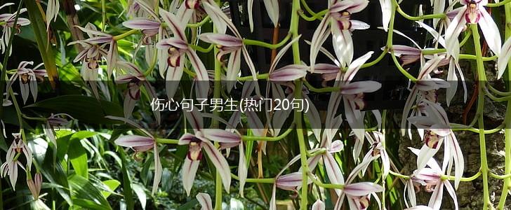 伤心句子男生(热门20句),第1张