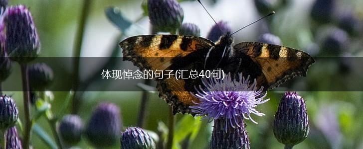 体现悼念的句子(汇总40句),第1张