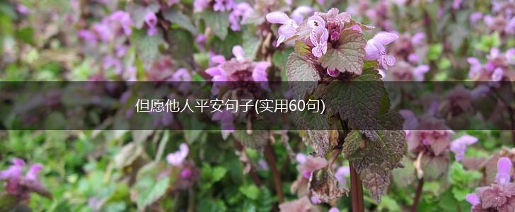 但愿他人平安句子(实用60句),第1张