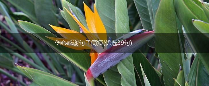 伤心感谢句子简短(优选39句),第1张