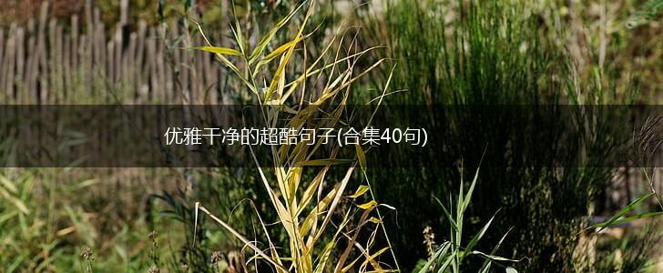 优雅干净的超酷句子(合集40句),第1张