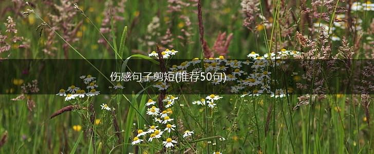 伤感句子剪短(推荐50句),第1张