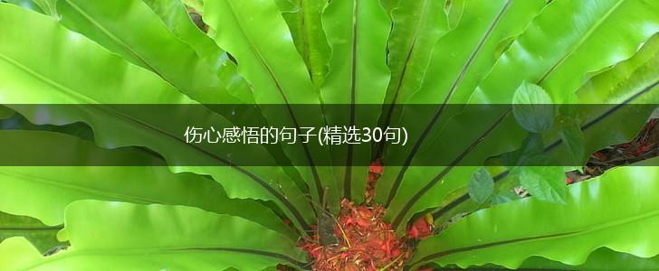 伤心感悟的句子(精选30句),第1张