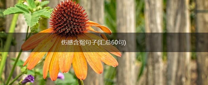 伤感含冤句子(汇总60句),第1张