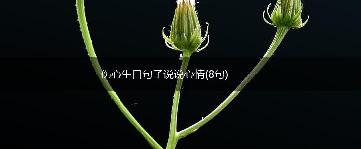 伤心生日句子说说心情(8句),第1张