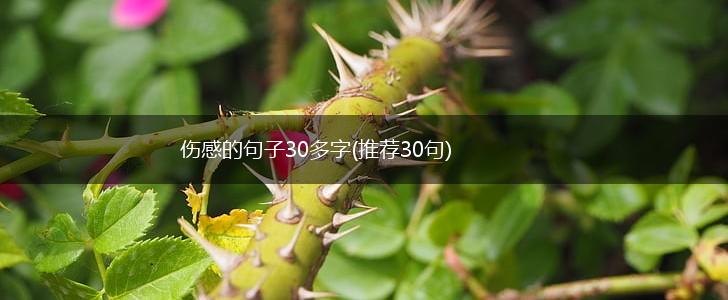 伤感的句子30多字(推荐30句),第1张