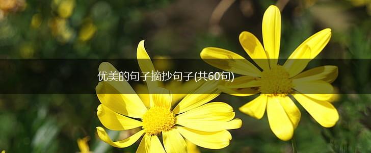 优美的句子摘抄句子(共60句),第1张