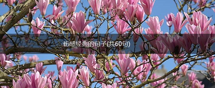 伤感经典的句子(共60句),第1张