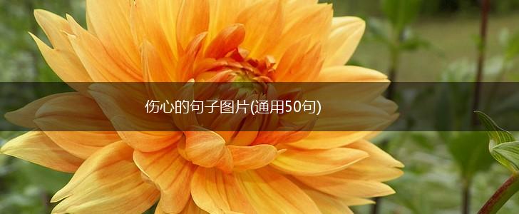 伤心的句子图片(通用50句),第1张