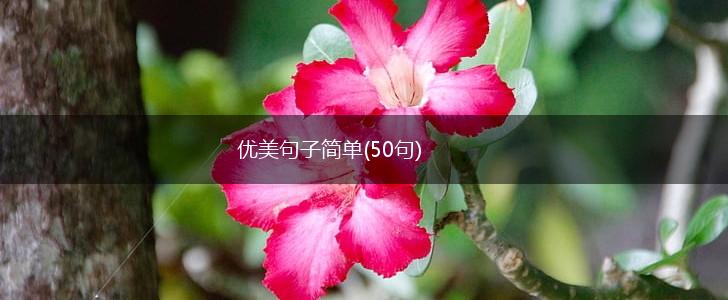 优美句子简单(50句),第1张